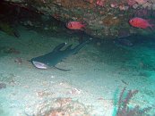 White Tip Reefshark3